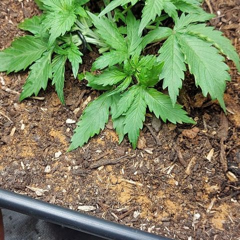 Auto Northern Lights growlog timeline photo