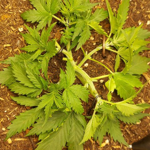 Auto Northern Lights growlog timeline photo