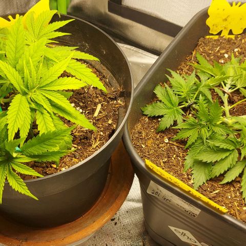 Auto Northern Lights growlog timeline photo