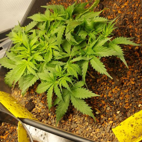 Auto Northern Lights growlog photo: Vorblühte und Start mit Blüte Düngung