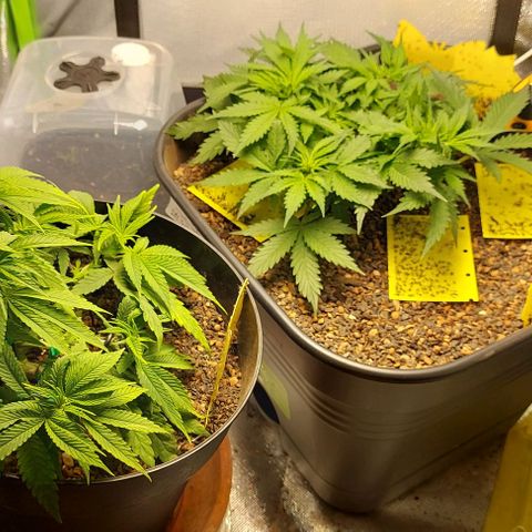 Auto Northern Lights growlog timeline photo