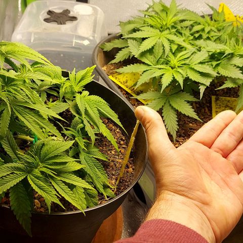 Auto Northern Lights growlog timeline photo