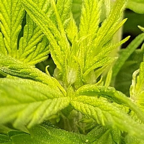 Auto Northern Lights growlog photo: Vorblühte nach einem Tag an einer Triebspitze