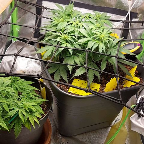 Auto Northern Lights growlog timeline photo