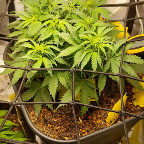 Auto Northern Lights growlog timeline photo