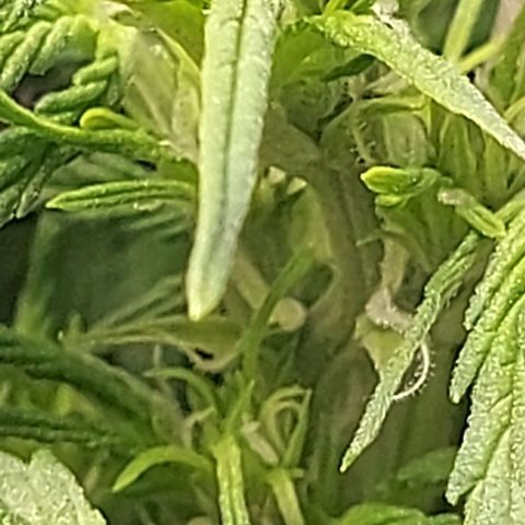 Auto Northern Lights growlog timeline photo