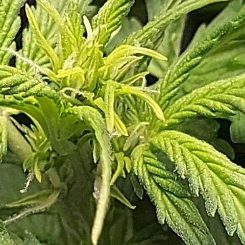 Auto Northern Lights growlog timeline photo