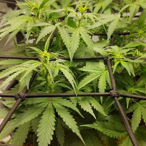 Auto Northern Lights growlog timeline photo