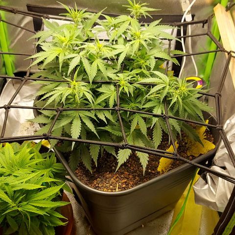 Auto Northern Lights growlog timeline photo