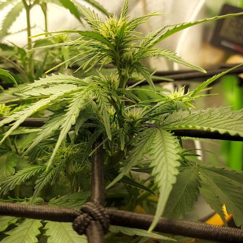 Auto Northern Lights growlog timeline photo