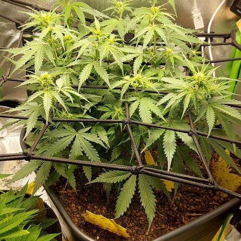 Auto Northern Lights growlog timeline photo