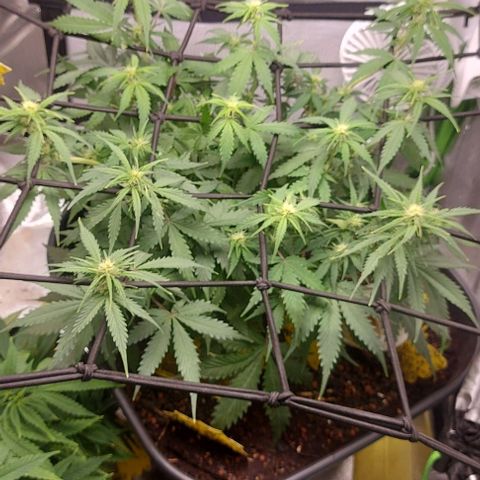 Auto Northern Lights growlog timeline photo