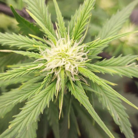 Auto Northern Lights growlog timeline photo