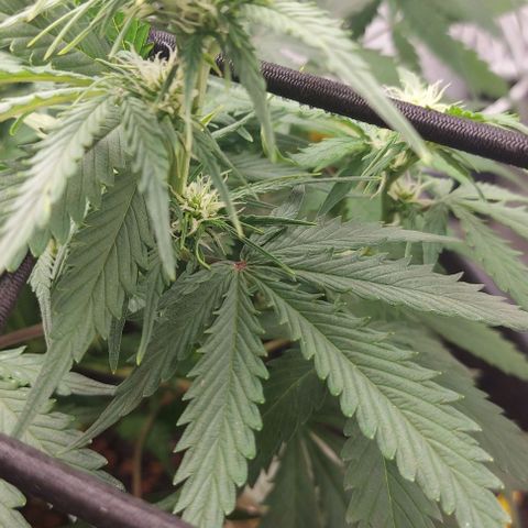 Auto Northern Lights growlog timeline photo