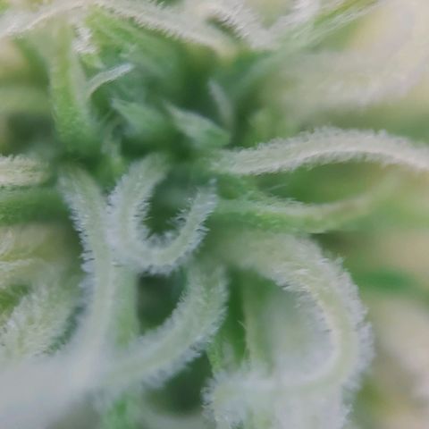 Auto Northern Lights growlog timeline photo