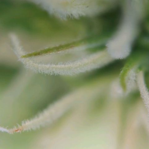 Auto Northern Lights growlog timeline photo