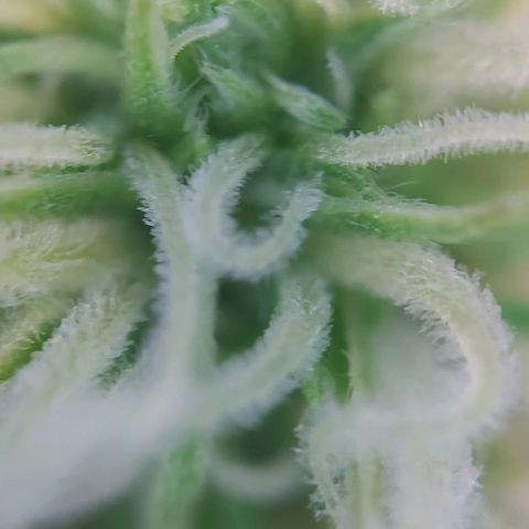 Auto Northern Lights growlog timeline photo