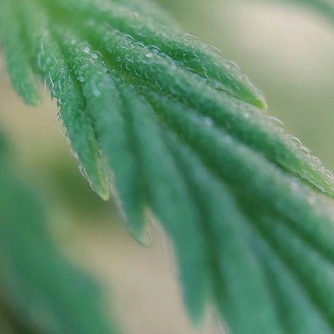 Auto Northern Lights growlog timeline photo