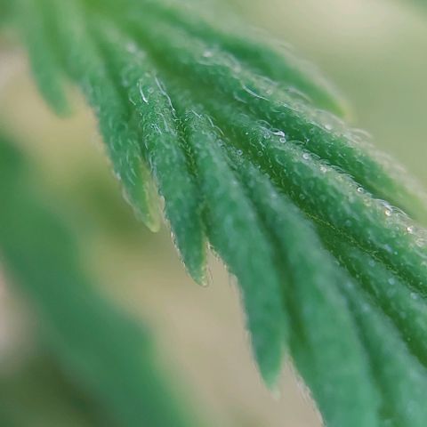 Auto Northern Lights growlog timeline photo