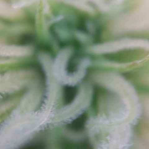 Auto Northern Lights growlog timeline photo