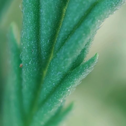 Auto Northern Lights growlog timeline photo