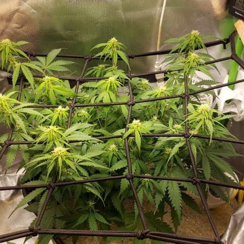 Auto Northern Lights growlog timeline photo