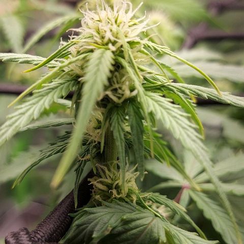 Auto Northern Lights growlog timeline photo