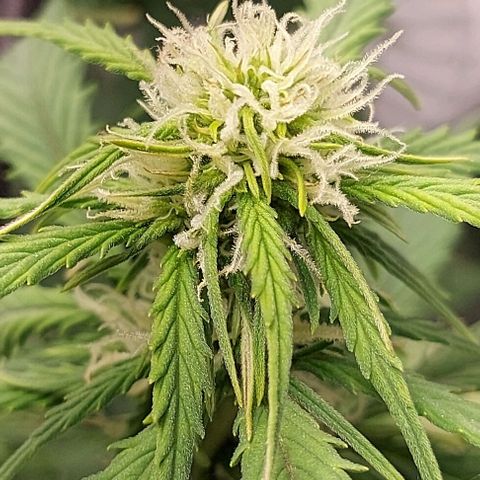 Auto Northern Lights growlog timeline photo