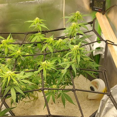 Auto Northern Lights growlog timeline photo