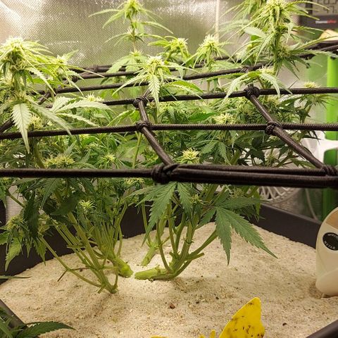 Auto Northern Lights growlog timeline photo