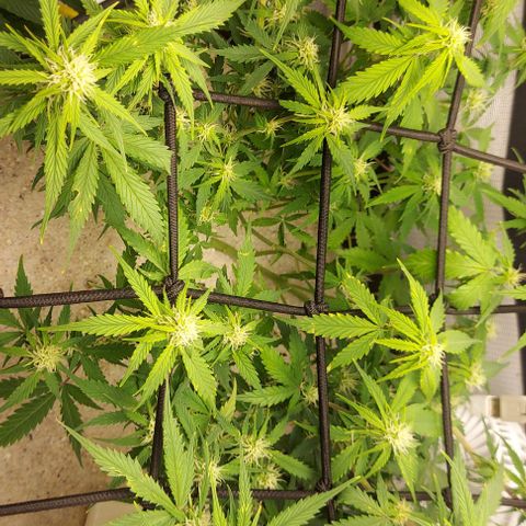 Auto Northern Lights growlog timeline photo