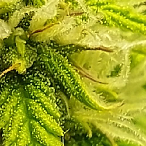 Auto Northern Lights growlog timeline photo
