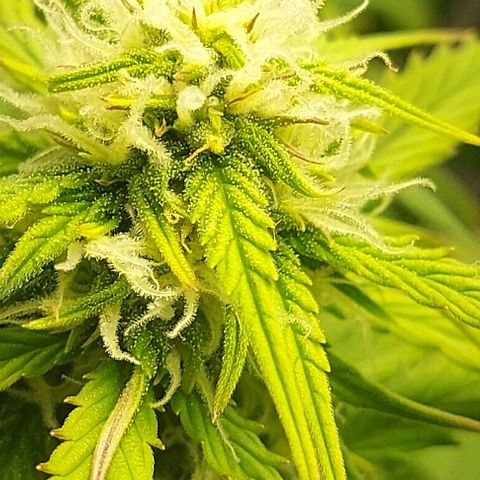 Auto Northern Lights growlog timeline photo