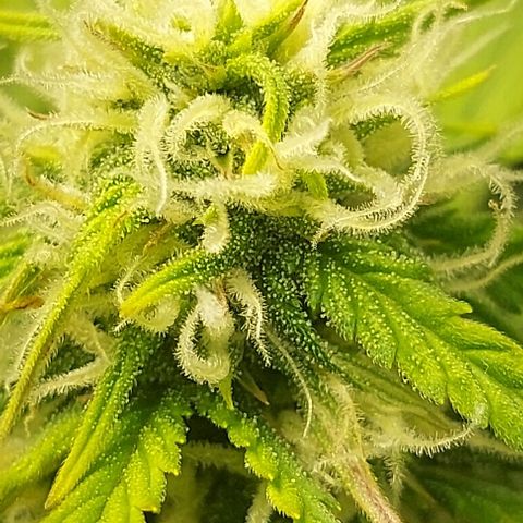 Auto Northern Lights growlog timeline photo