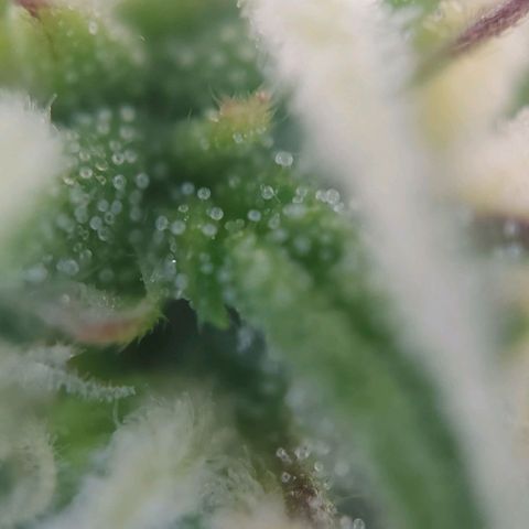 Auto Northern Lights growlog timeline photo