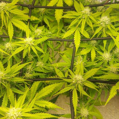 Auto Northern Lights growlog timeline photo
