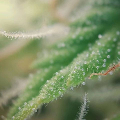 Auto Northern Lights growlog timeline photo