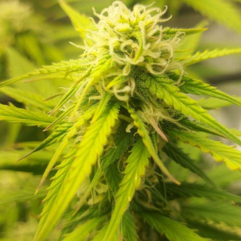 Auto Northern Lights growlog timeline photo