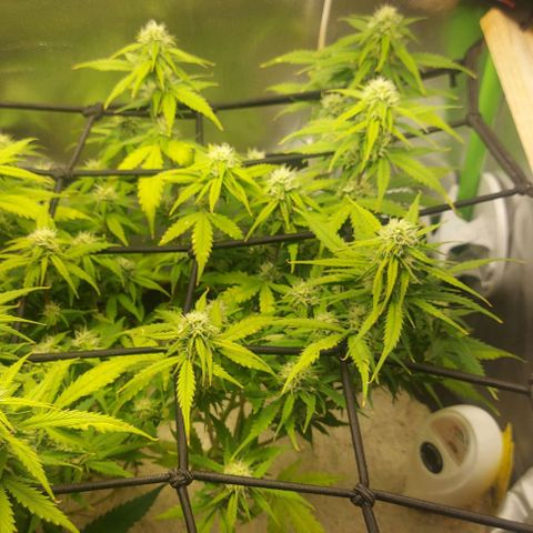 Auto Northern Lights growlog timeline photo