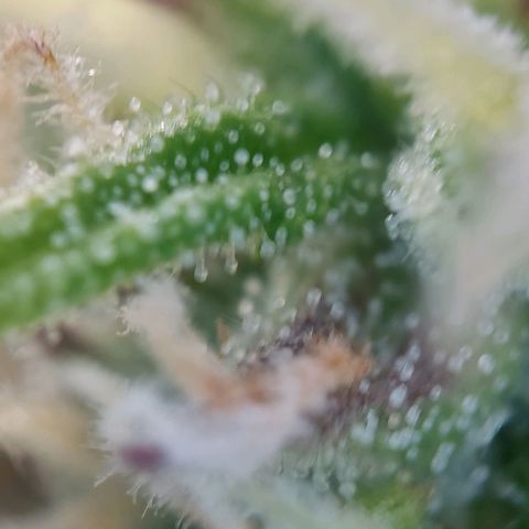 Auto Northern Lights growlog photo: Erste Trichome beginnen braun zu werden