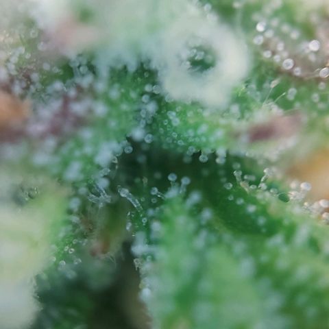 Auto Northern Lights growlog photo: Erste Trichome beginnen braun zu werden