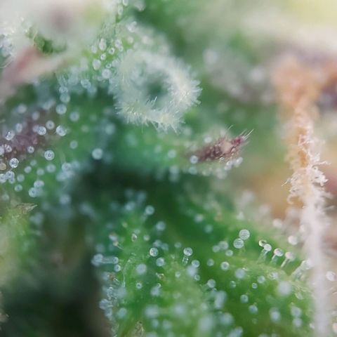 Auto Northern Lights growlog photo: Erste Trichome beginnen braun zu werden