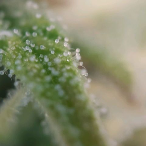 Auto Northern Lights growlog photo: Erste Trichome beginnen braun zu werden