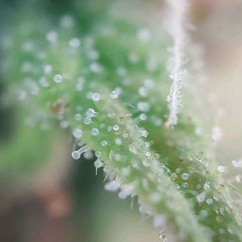 Auto Northern Lights growlog photo: Erste Trichome beginnen braun zu werden