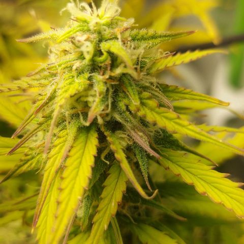 Auto Northern Lights growlog photo: Erste Trichome beginnen braun zu werden