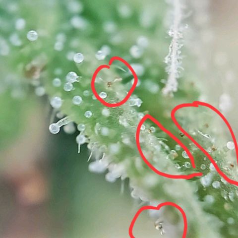 Auto Northern Lights growlog photo: Erste Trichome beginnen braun zu werden