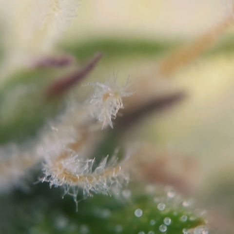 Auto Northern Lights growlog photo: Erste Trichome beginnen braun zu werden