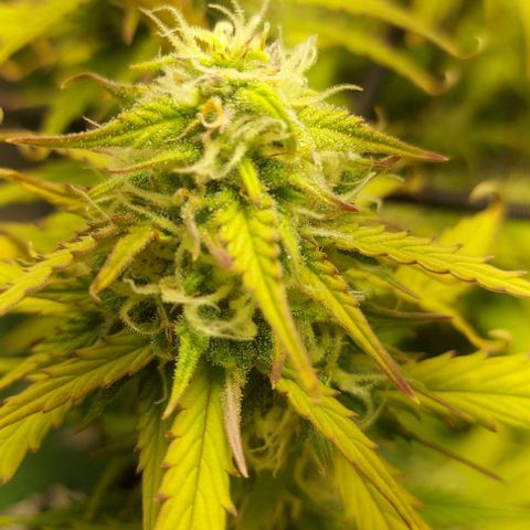 Auto Northern Lights growlog photo: Erste Trichome beginnen braun zu werden