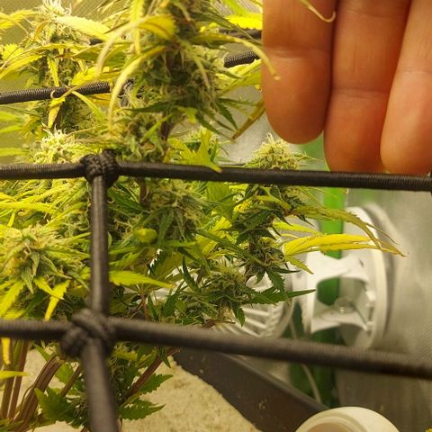 Auto Northern Lights growlog timeline photo