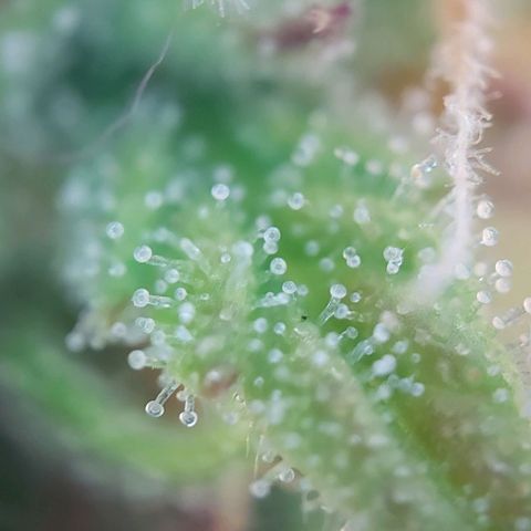 Auto Northern Lights growlog timeline photo
